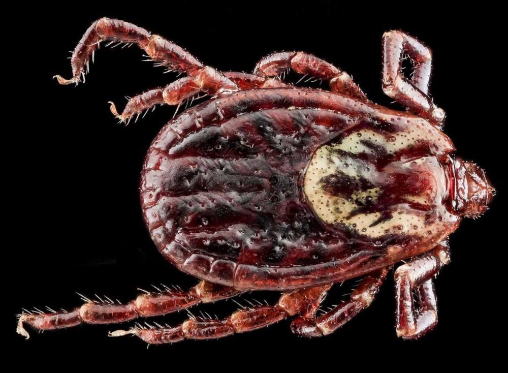 photo of American dog tick