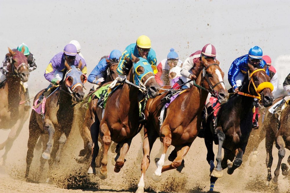 thoroughbred horse race