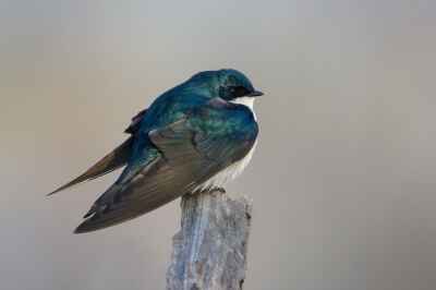 Birds Wearing Backpacks Trace a Path to Conservation