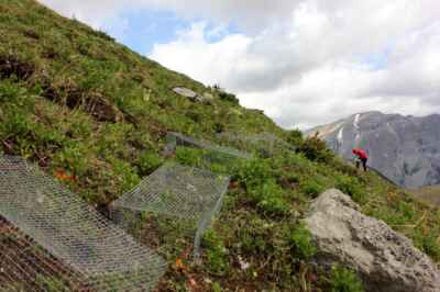 Climate Change-Induced March of Treelines Halted by Unsuitable Soils: Study