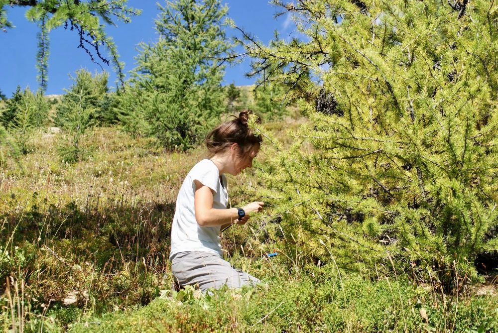 Climate ChangeInduced March of Treelines Halted by Unsuitable Soils
