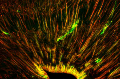 U of G Study Is First to Find Evidence That Leopard Geckos Can Make New Brain Cells