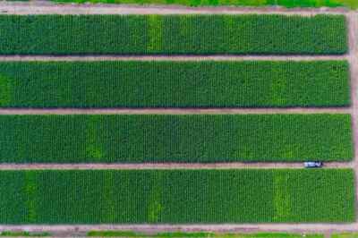 North American Diets Require More Land Than We Have: Study