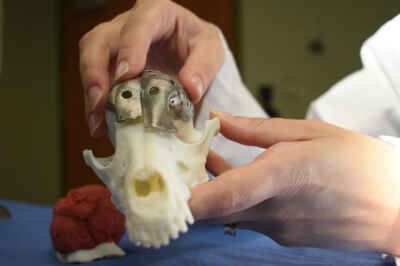 3-D Printing Research Opens New Possibilities for Cancer Surgeries