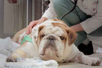 OVC Capital Campaign Reaches $9-Million Goal