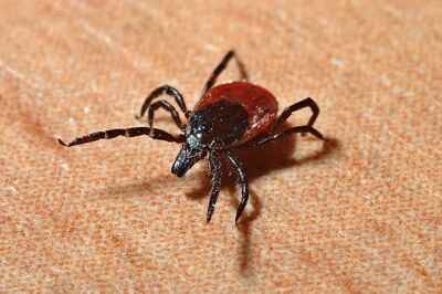 Expert Alert: Fall and Tick-borne Diseases