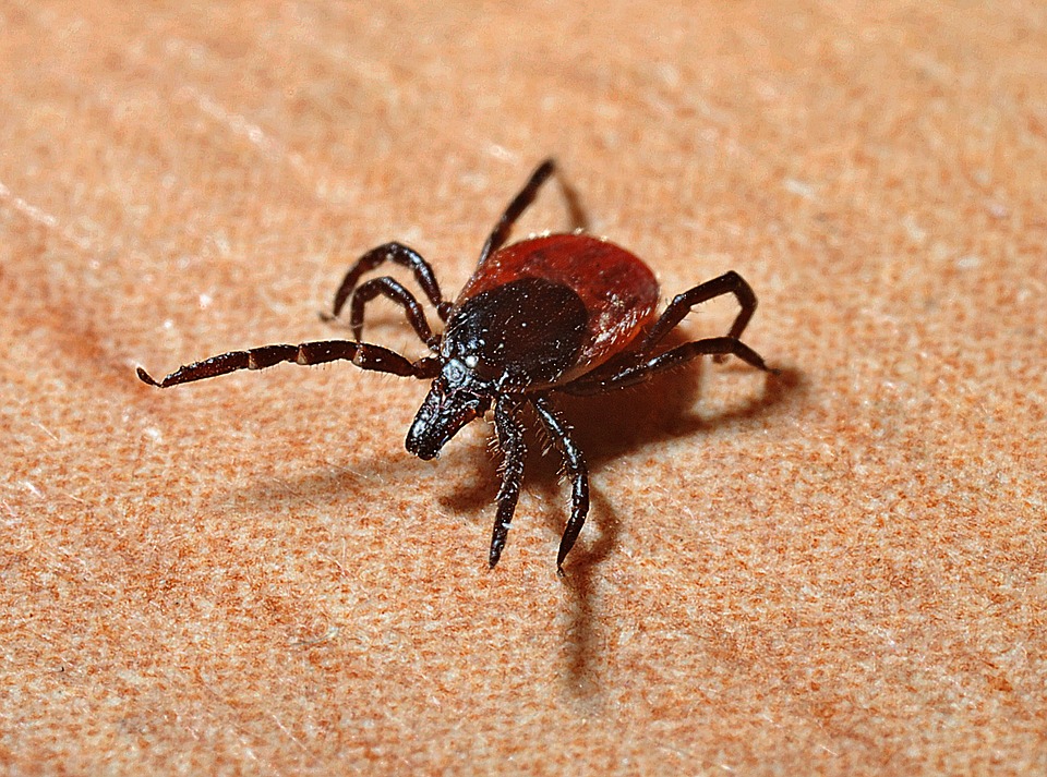 black legged tick