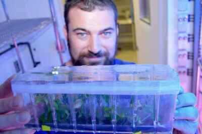 U of G Granted Licence to Grow Cannabis for Research