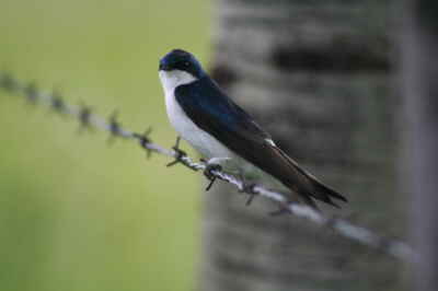 U of G Researchers Uncover Migratory Schedule of Swallows in New Study