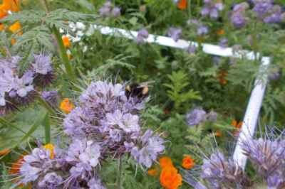 City Bees’ Favourite Flowers, According to Our DNA Tracking Experiment