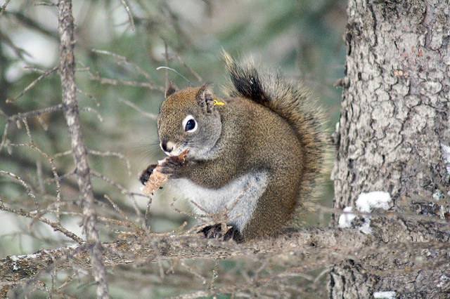 a Red Squirrel eating a cone