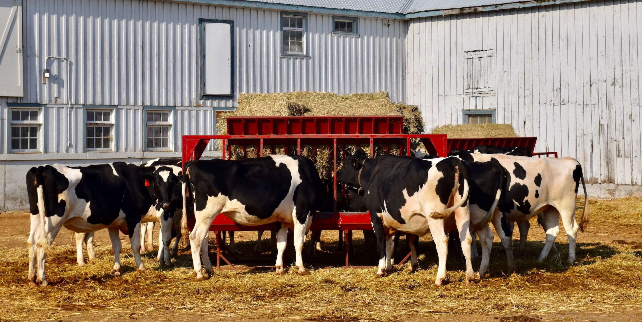 photo of a group of cows outside U of G's dairy barn