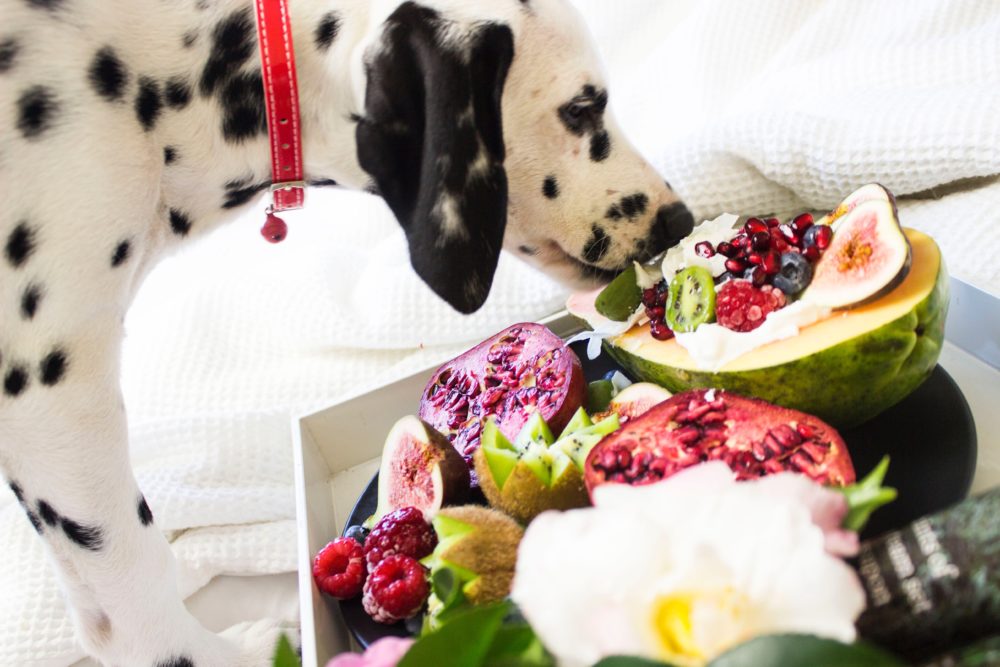 a photo of a dog with a tray of fruit and cream
