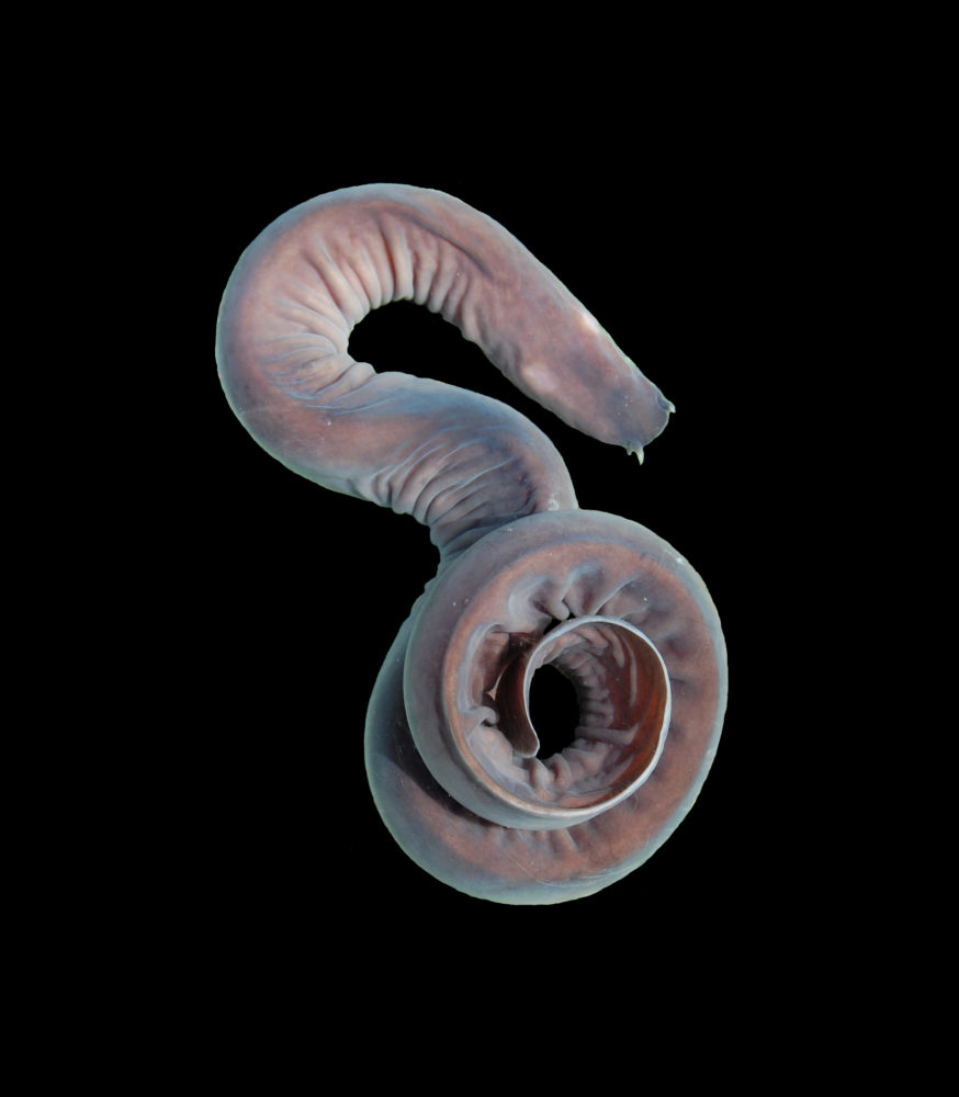 photo of a hagfish
