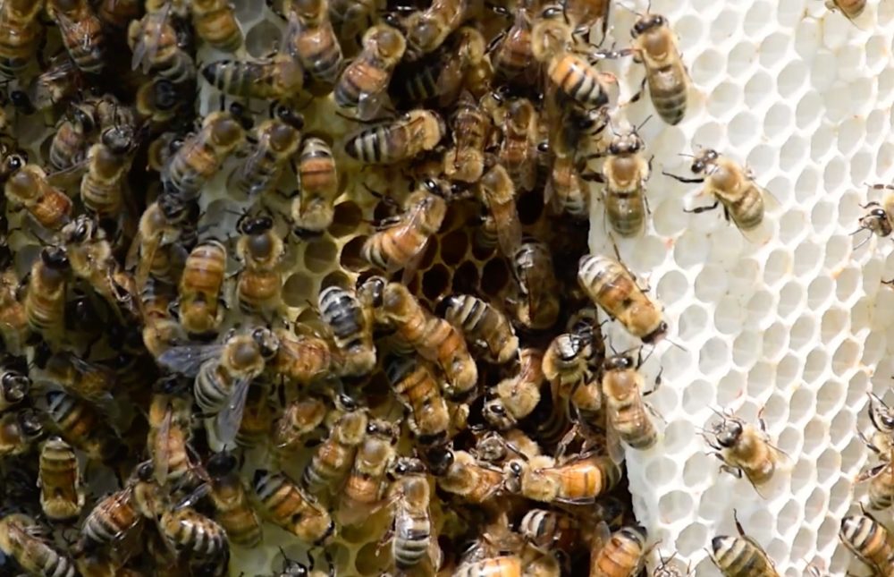 a photo of bees in a hive