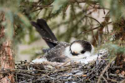 Freeze-Thaw Events Hindering Iconic Canadian Bird’s Food Stores, Breeding, U of G Study Finds