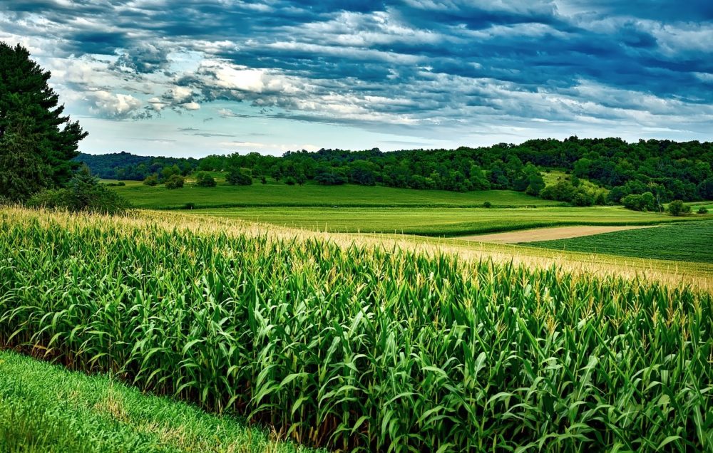 a photo of a corn field