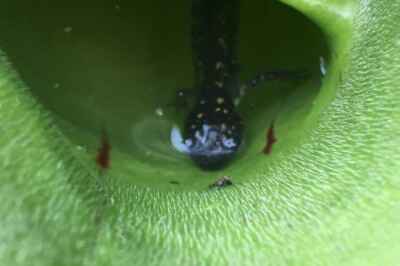 U of G Researchers Discover Meat-Eating Plant in Ontario