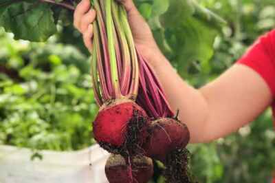 U of G Showcases Initiatives for Local Food Week