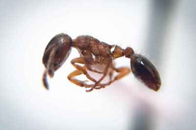 U of G Ant Discovery Makes Headlines