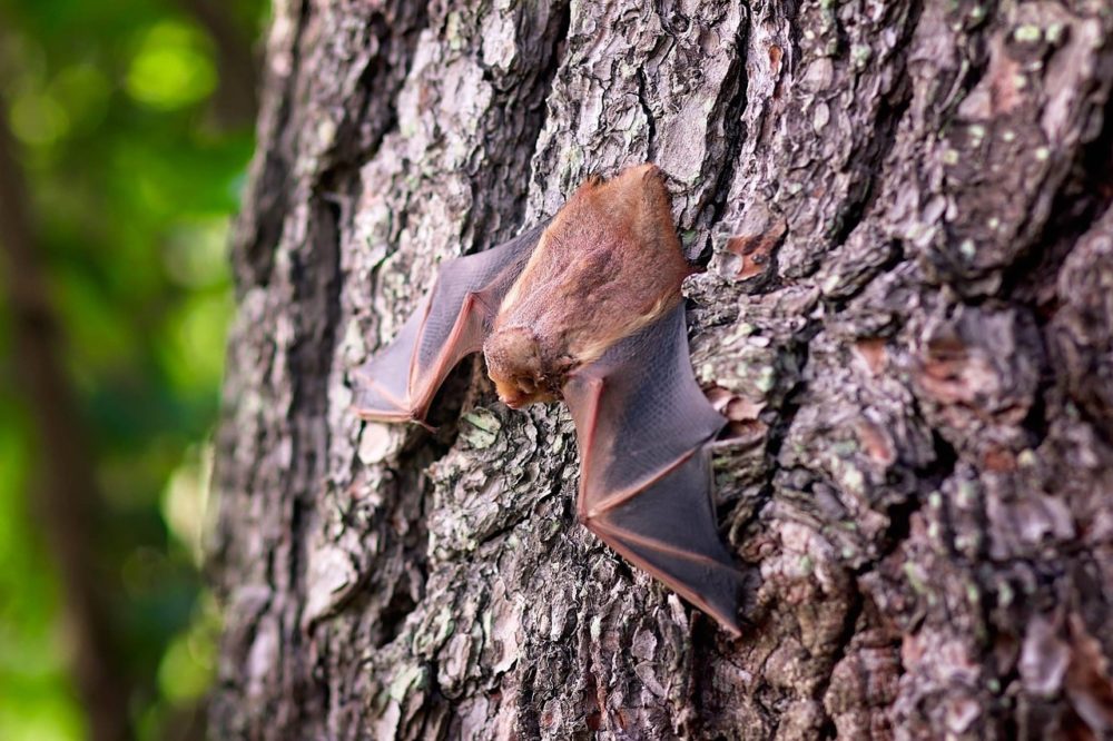 A bat hanging on a tree's bark