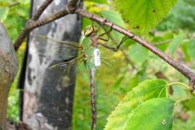 Wind, Warmth Boost Insect Migration, First-Ever U of G Study Reveals