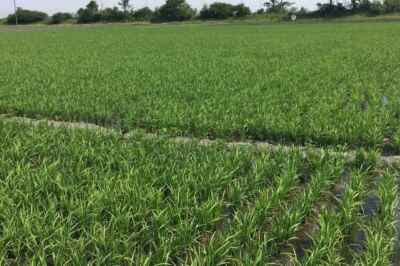 U of G Researchers Help Establish One of Canada’s First Commercial Rice Crops