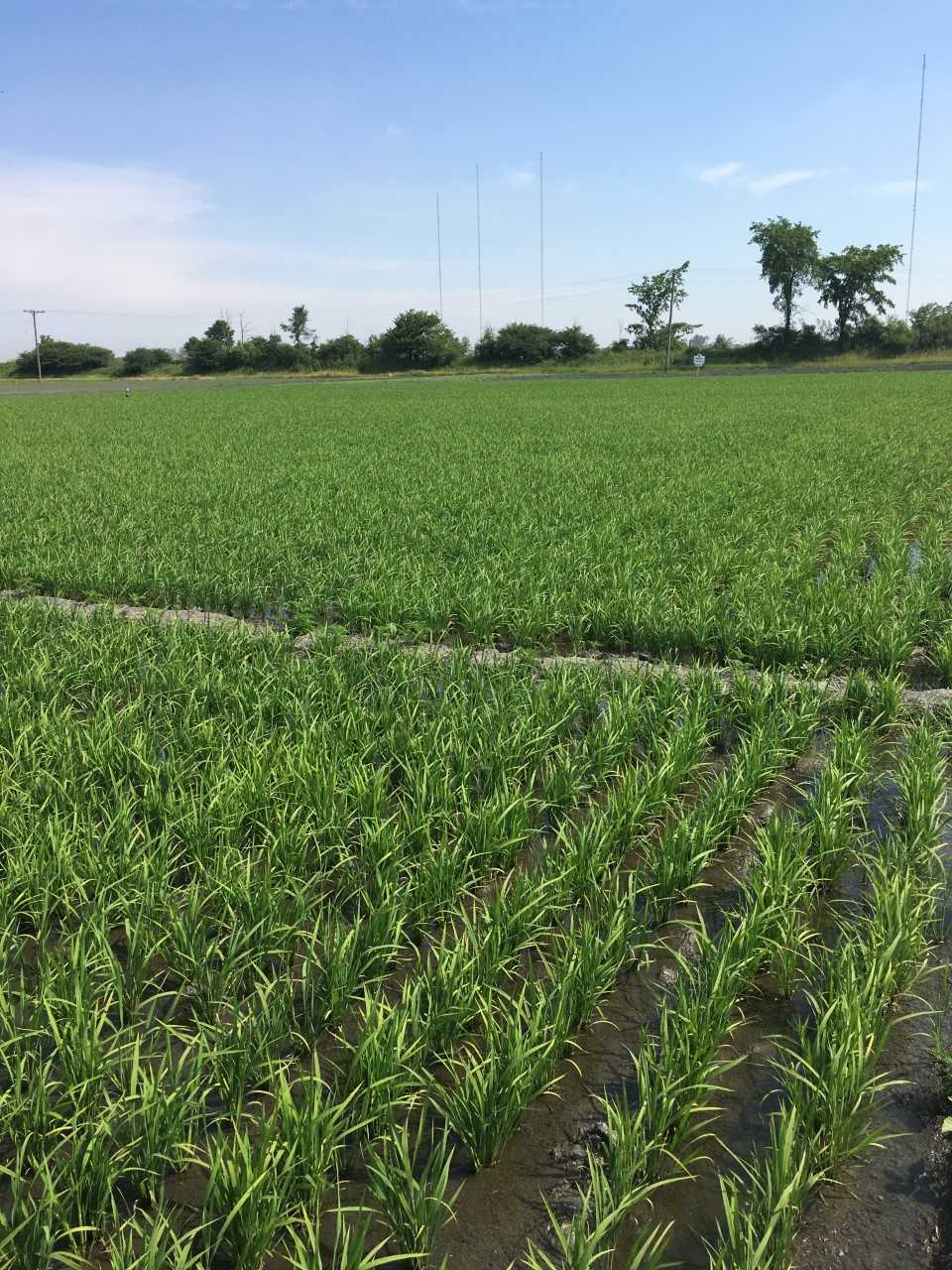 U of G Researchers Help Establish One of Canada’s First Commercial Rice ...