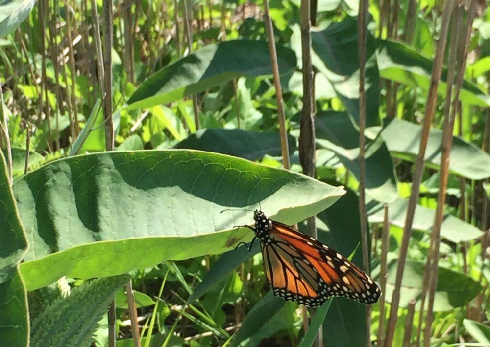 A monarch preparing to lay eggs on milkweed.