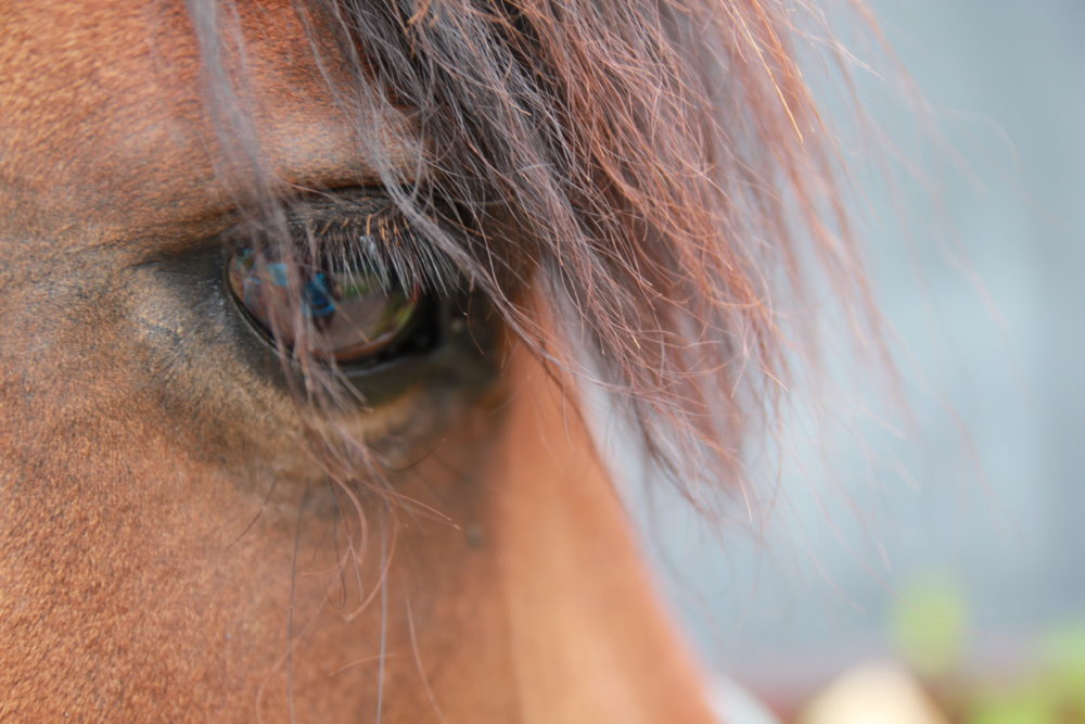 This photo shows a close-up of a horse's eye