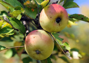 Feral Apples Have Heritage DNA at Their Core, U of G Researchers Find