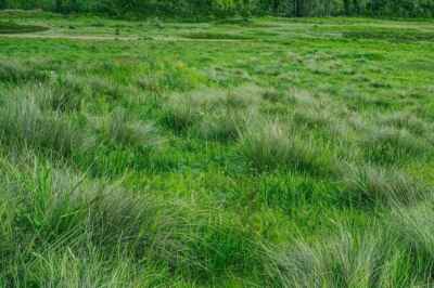 U of G Researcher Helps Measure Worldwide Nitrogen Levels in Grasslands