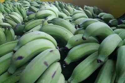 Baking with Banana Flour Reduces Glucose Absorption, U of G Study Finds