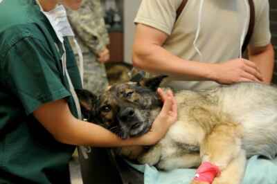 Veterinarians More Likely to Have Suicidal Thoughts, U of G Study Reveals