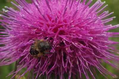 U of G Develops Effective Way to Replenish Threatened Plants