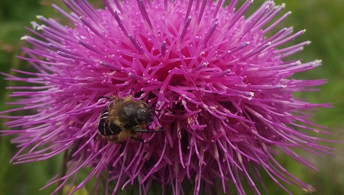 A bee on a purple Hill's thistle flower