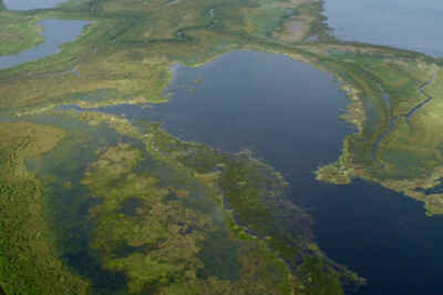 Study Proves U of G’s DNA Metabarcoding Effective for Monitoring Biodiversity