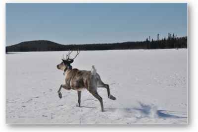 Habitat, Food Web Changes From Logging Threatening Endangered Caribou, Study Reveals