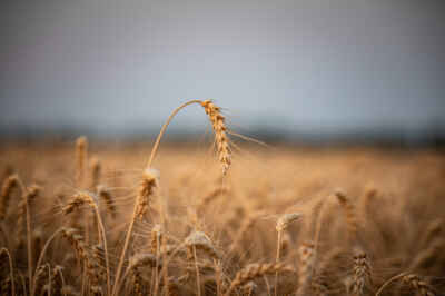 U of G Part of National Project to Improve Food System’s Response to Crisis