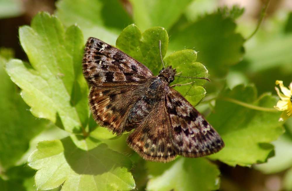 a brown butterfly sits on a leaf