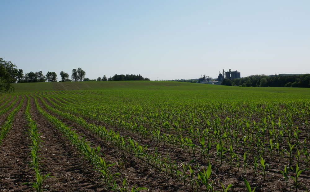 Cornfield on a sunny day near Guelph