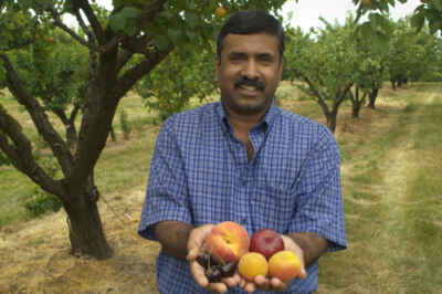 U of G Peach Researcher Makes Headlines