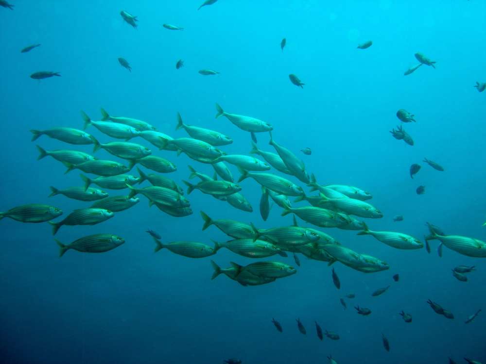 A school of fish in the ocean is shown