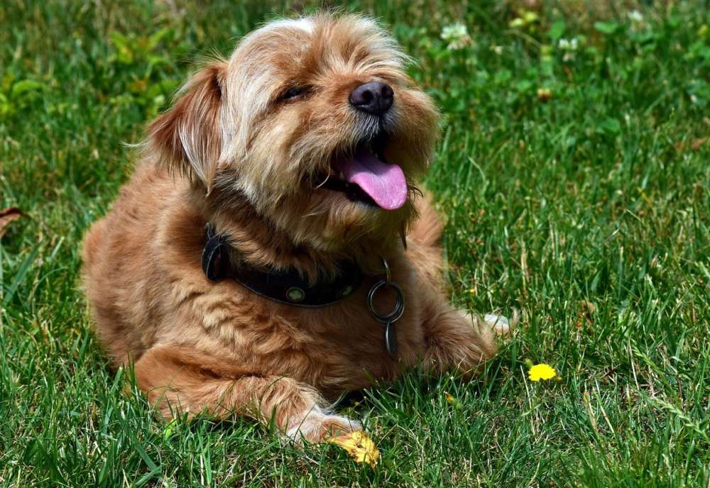 A terrier pants in the sun on the grass