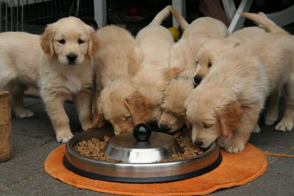 Four Golden Retirever puppies eat from the same dish