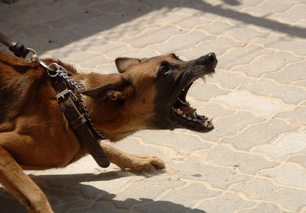 A barking German Shepherd is restrained on a leash