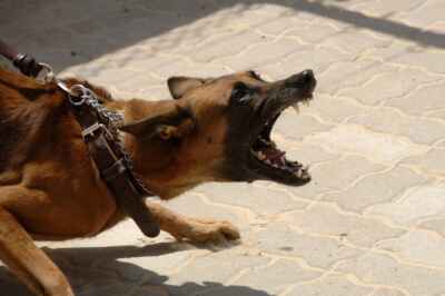 Dog Bites More Likely in Cities Than Rural Areas, U of G Research Finds