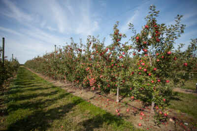 Province Invests in U of G Research to Build Resiliency in Agri-Food Sector