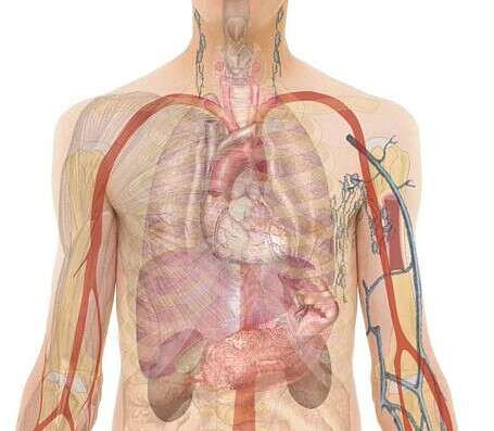 Illustration of the organs of the chest