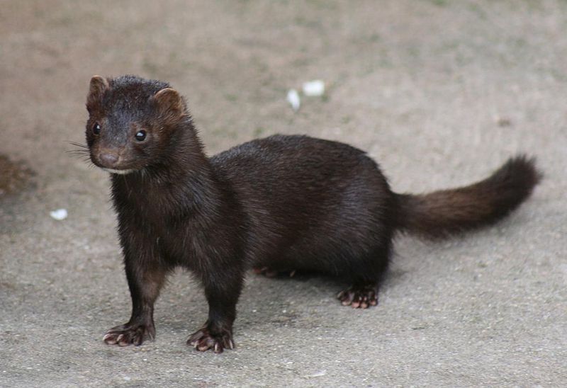 A black mink stands on gravel.